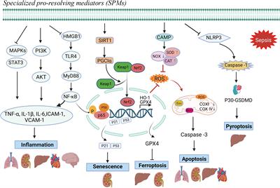 Pharmacological effects of specialized pro-resolving mediators in sepsis-induced organ dysfunction: a narrative review